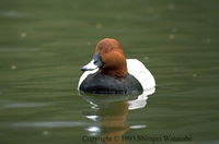 Common Pochard - Aythya ferina