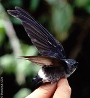 Pygmy Swiftlet - Collocalia troglodytes