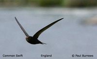 Common Swift - Apus apus