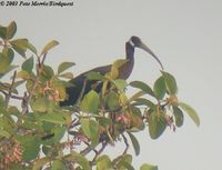 White-shouldered Ibis - Pseudibis davisoni