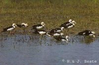 Radjah Shelduck - Tadorna radjah