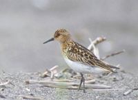 Little Stint (Calidris minuta) photo