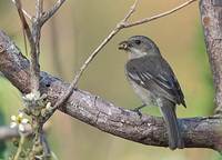 Western Spindalis (Spindalis zena) photo