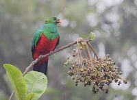 Golden-headed Quetzal (Pharomachrus auriceps) photo