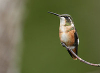 White-bellied Woodstar (Acestrura mulsant) photo