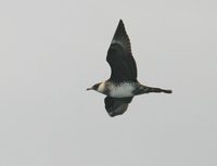 Pomarine Jaeger - Stercorarius pomarinus