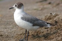 Franklin's Gull - Larus pipixcan