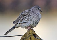 Scaled Dove - Columbina squammata