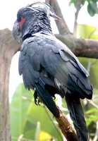 Palm Cockatoo - Probosciger aterrimus