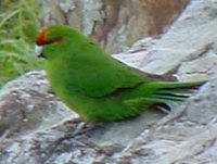 Red-fronted Parakeet - Cyanoramphus novaezelandiae