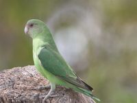 Gray-headed Lovebird - Agapornis canus