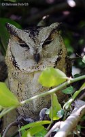 Indian Scops-Owl - Otus bakkamoena