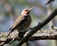 Northern Flicker - Colaptes auratus