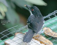 Great Antshrike - Taraba major