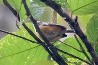 Orange-bellied Antwren - Terenura sicki