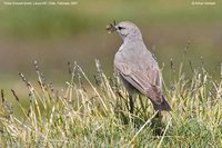 Puna Ground-Tyrant - Muscisaxicola juninensis