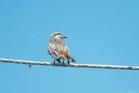 Variegated Flycatcher - Empidonomus varius