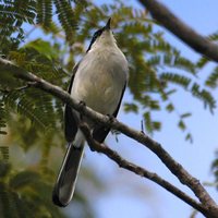 Tropical Gnatcatcher - Polioptila plumbea