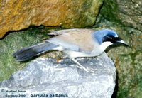 Yellow-throated Laughingthrush - Garrulax galbanus