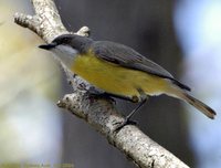 White-throated Gerygone - Gerygone olivacea