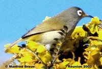 Reunion White-eye - Zosterops olivaceus