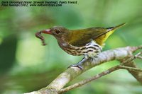 Dark-throated Oriole - Oriolus xanthonotus