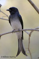 White-bellied Drongo - Dicrurus caerulescens