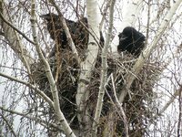 Common Raven - Corvus corax