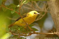 Slender-billed Weaver - Ploceus pelzelni