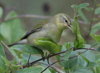 Tennessee Warbler - Vermivora peregrina