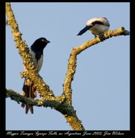 Magpie Tanager - Cissopis leveriana