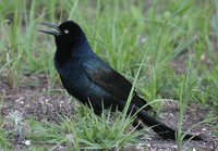 Boat-tailed Grackle - Quiscalus major