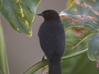 Velvet-fronted Grackle - Lampropsar tanagrinus