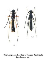 큰벌하늘소 - Necydalis pennata