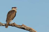 Crested Caracara, immature.  Cozad Ranch, Linn, TX