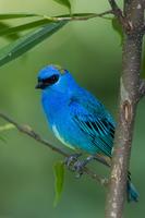 Golden-naped tanager