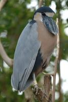 Boat Billed Heron