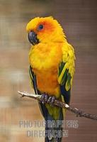 Sun Conure stock photo