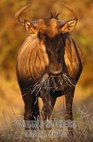 Blue Wildebeest , Connochaetes taurinus , Kruger National park , South Africa stock photo