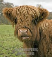 Highland Cow , Loch Lomond and Trossachs National Park , Scotland stock photo