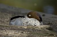 Australian Wood Duck