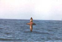 Short-tailed Shearwater