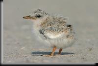 Least Tern Chick, Jones Beach, NY