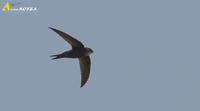 Fig.4. White-rumped Swift : 칼새