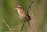 Black-Browed Reed Wabler Acrocephalus bistrigiceps 쇠개개비