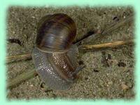Helix ceratina (Pfeiffer, 1843)