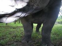 ...thankfully this rhino was content with just a sniff!