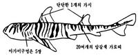 삿징이상어 Heterodontus zebra (Gray)