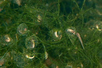 : Ambystoma macrodactylum; Long-toed Salamander