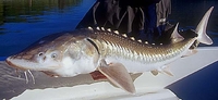 White Sturgeon Acipenser transmontanus